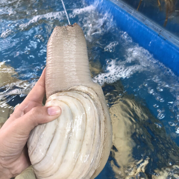 Ốc vòi voi