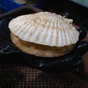 Sò điệp Nhật